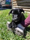 adoptable Dog in mckinney, TX named Regina Phalange