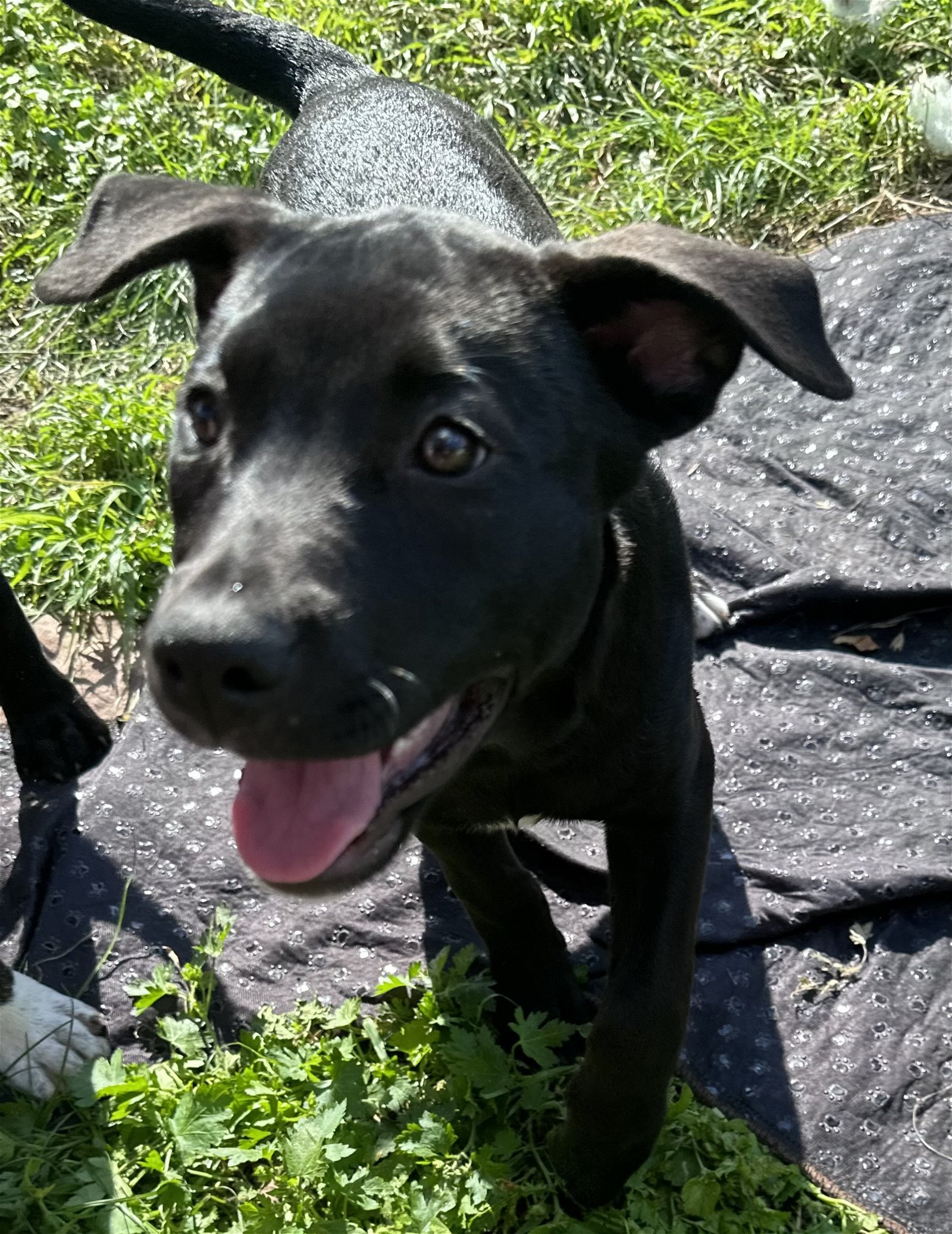 adoptable Dog in McKinney, TX named DIAMOND PUP Regina Phalange