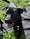 adoptable Dog in  named DIAMOND PUP Regina Phalange