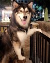 adoptable Dog in mckinney, tx, TX named Hachi