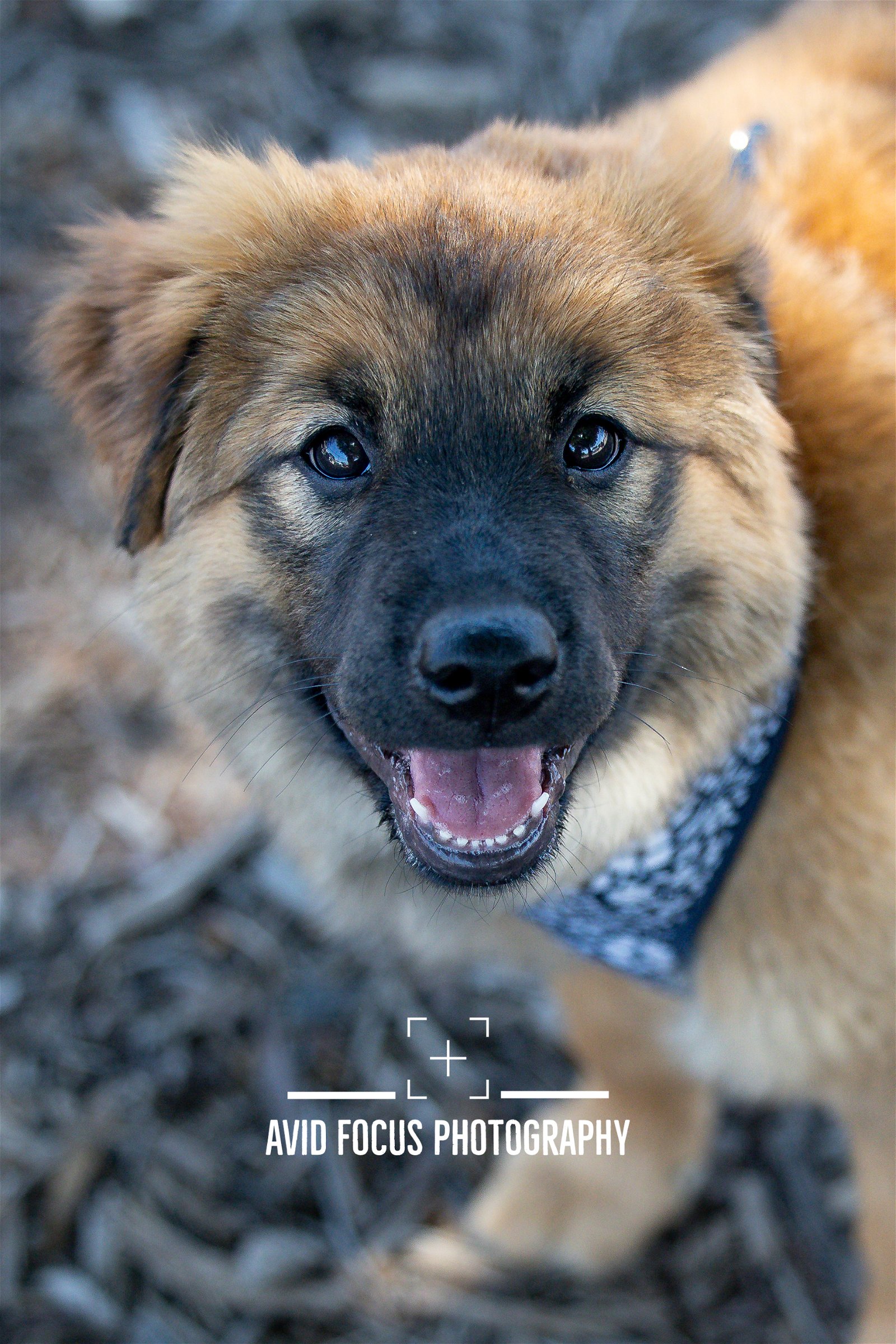 adoptable Dog in McKinney, TX named Janet