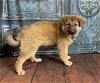 adoptable Dog in mckinney, tx, TX named Crissy