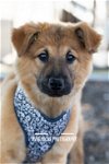 adoptable Dog in mckinney, TX named Crissy