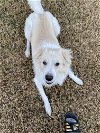 adoptable Dog in frisco, TX named Luffy
