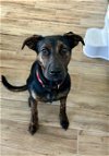 adoptable Dog in mckinney, TX named Carley Mae