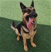 adoptable Dog in mckinney, TX named Luna