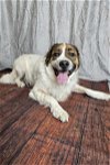 adoptable Dog in rockwall, TX named Barney