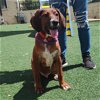 adoptable Dog in rockwall, TX named Andy