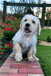 adoptable Dog in mckinney, TX named Wyatt
