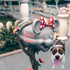 adoptable Dog in  named Minnie Mouse