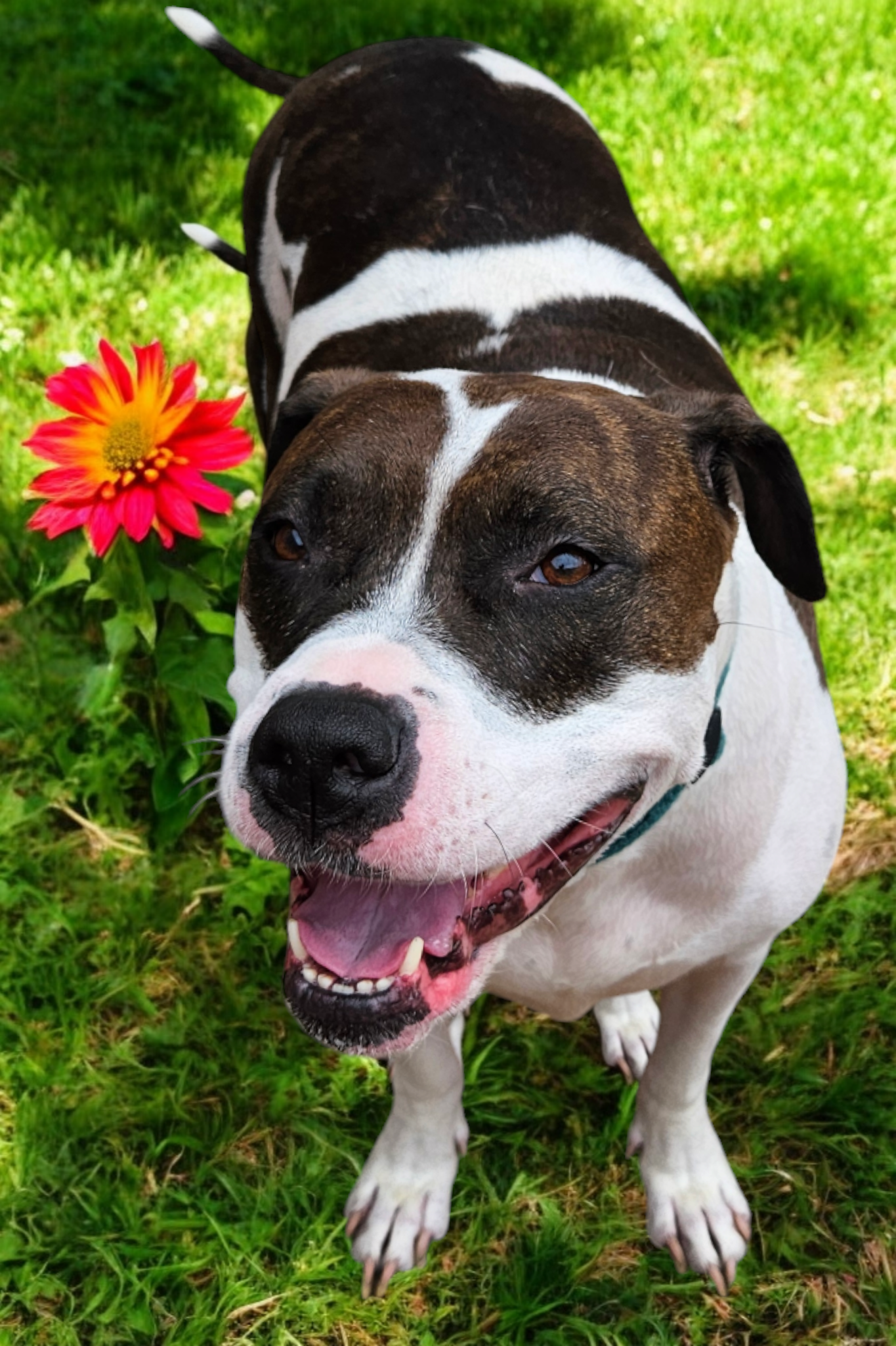 adoptable Dog in McKinney, TX named Minnie Mouse