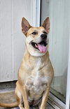 Miss Josey Joe - DIAMOND DOG - Photo 1