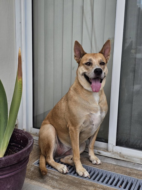 MISS JOSEY JOE - DIAMOND DOG - Shepherd / Akita available for adoption