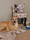 Miss Josey Joe - DIAMOND DOG - Photo 4