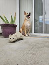 Miss Josey Joe - DIAMOND DOG - Photo 6