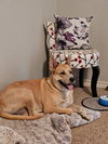 Miss Josey Joe - DIAMOND DOG - Photo 7