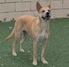 Miss Josey Joe - DIAMOND DOG - Photo 15