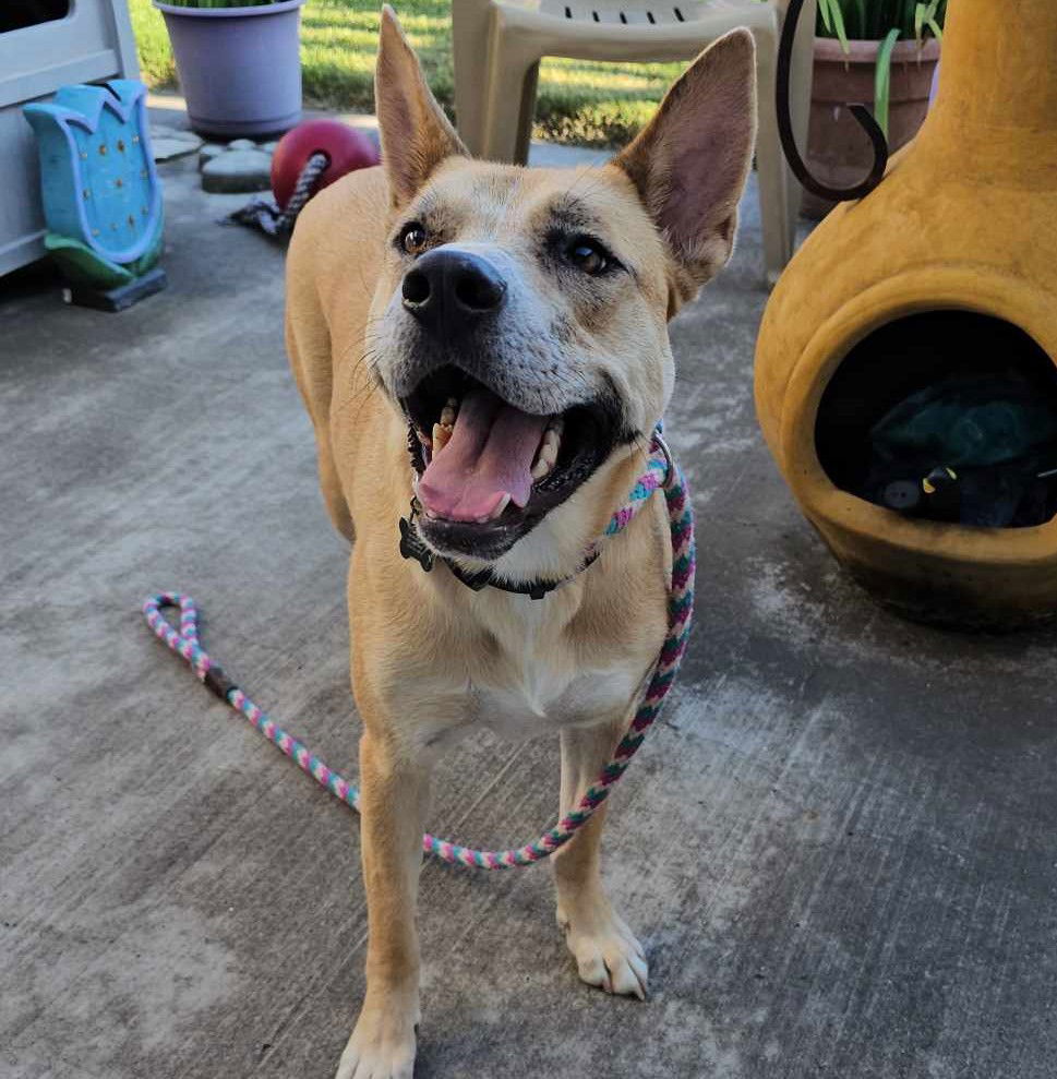 adoptable Dog in McKinney, TX named Miss Josey Joe