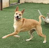 Miss Josey Joe - DIAMOND DOG - Photo 17