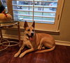 Miss Josey Joe - DIAMOND DOG - Photo 12