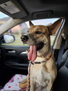 Miss Josey Joe - DIAMOND DOG - Photo 13