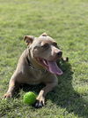 adoptable Dog in McKinney, TX named Pumpkin