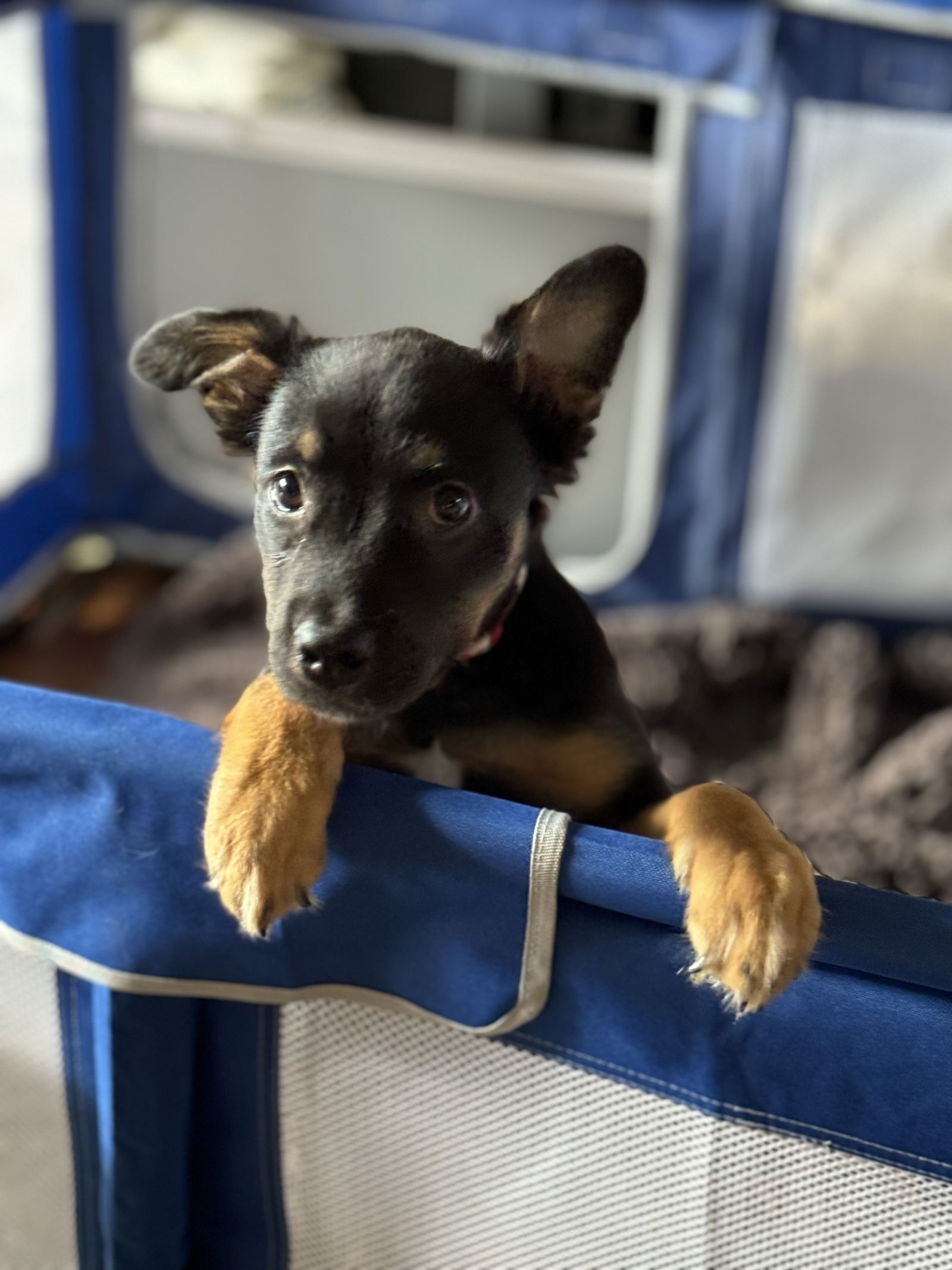 adoptable Dog in McKinney, TX named May