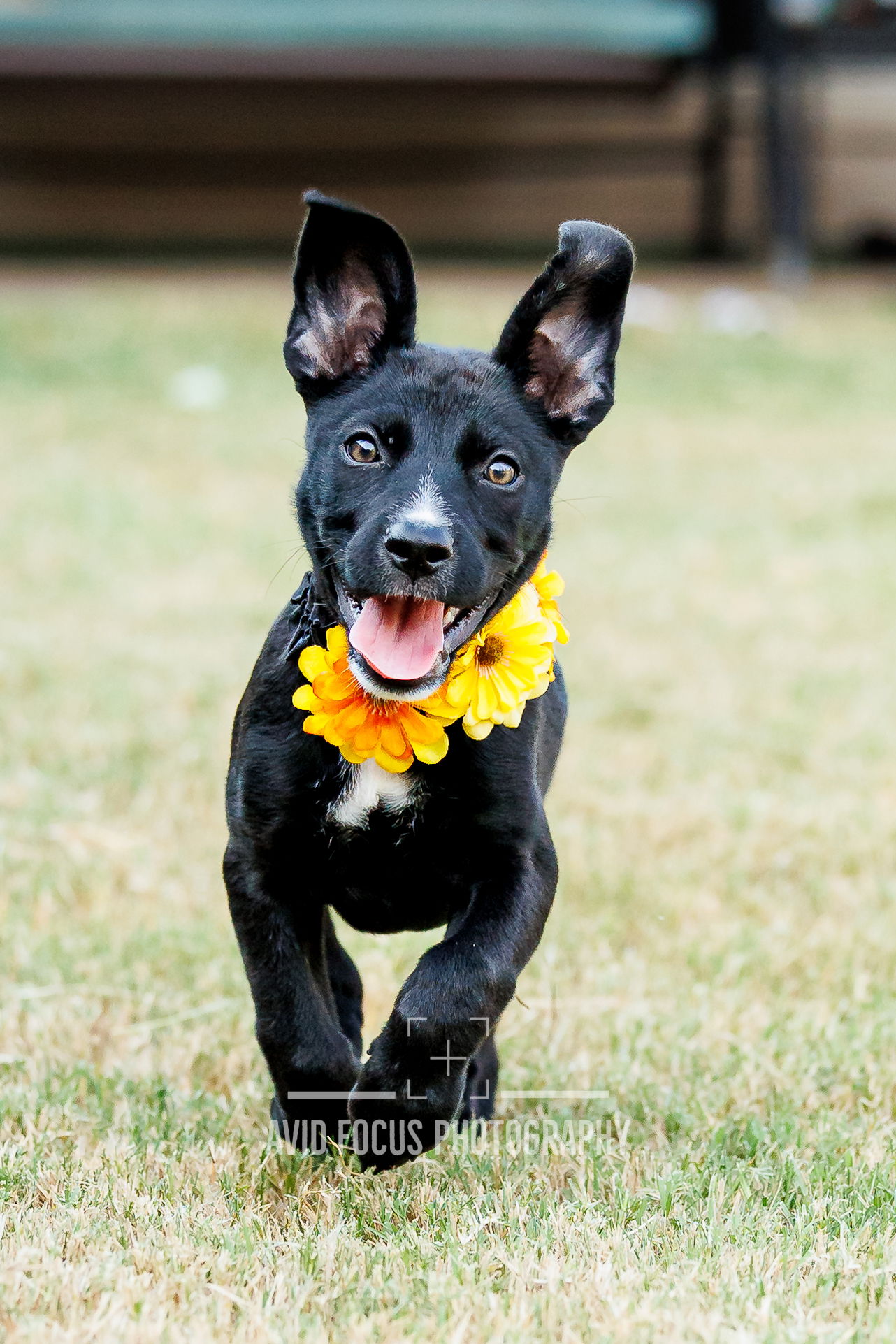 adoptable Dog in Frisco, TX named Gina