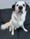 adoptable Dog in McKinney, TX named Lila