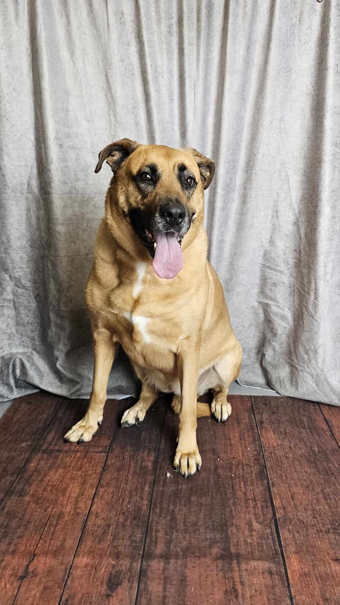 adoptable Dog in McKinney, TX named Georgia