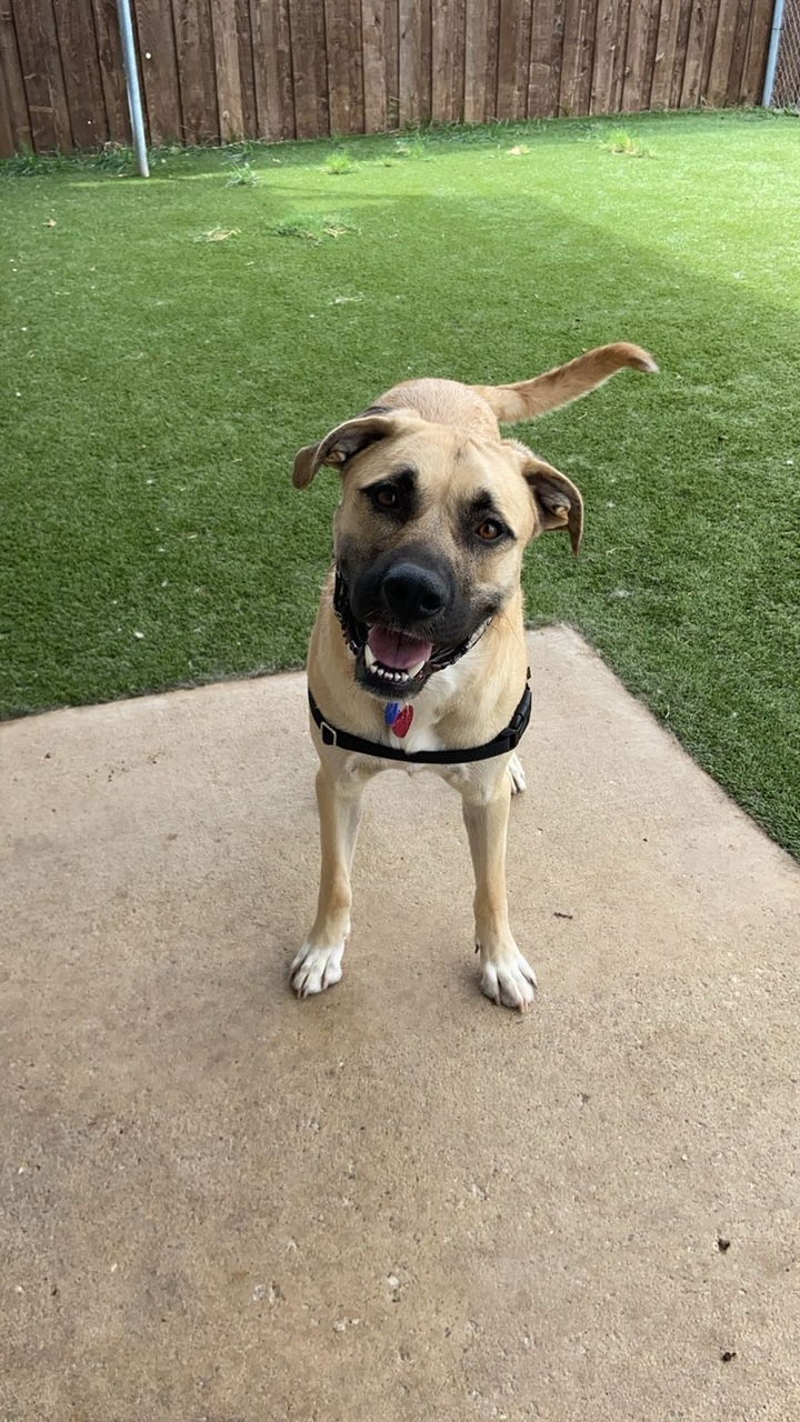 adoptable Dog in McKinney, TX named Maverick