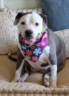 adoptable Dog in McKinney, TX named Tabitha