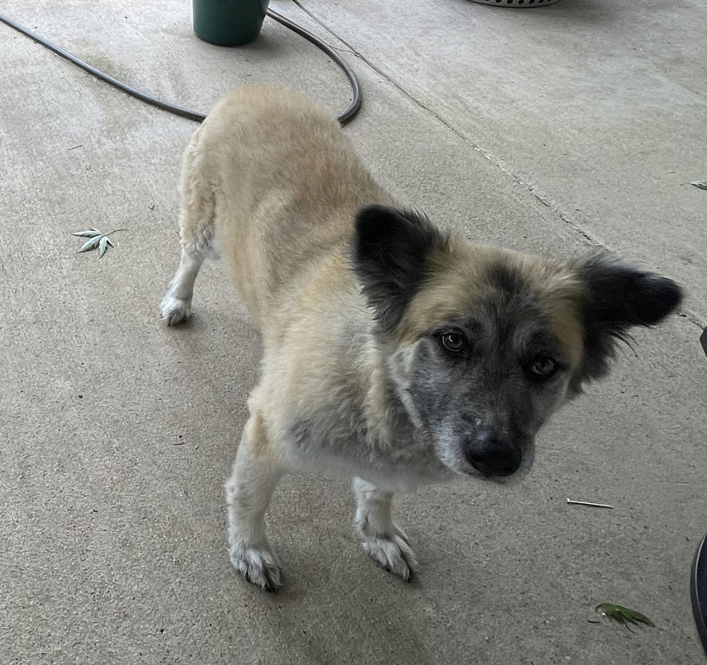 adoptable Dog in McKinney, TX named Yeti