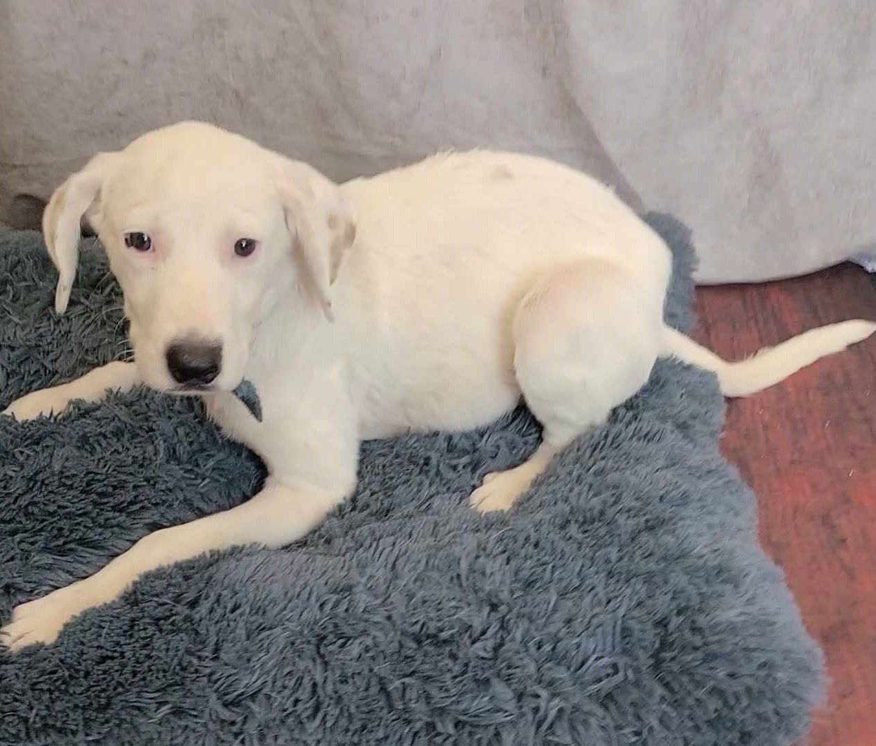 adoptable Dog in McKinney, TX named Santa's Little Helper