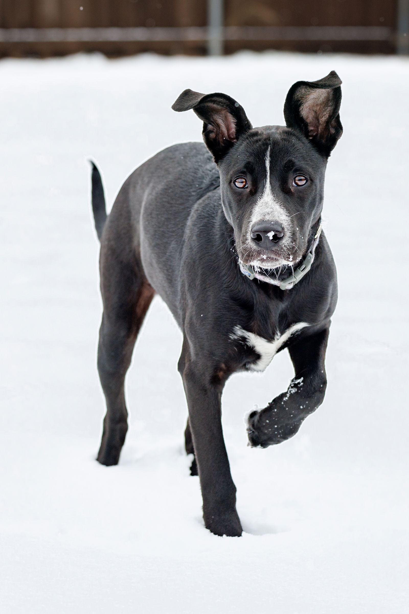 Available Dogs - Legacy Humane Society