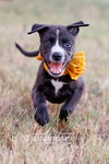 adoptable Dog in McKinney, TX named Maizie