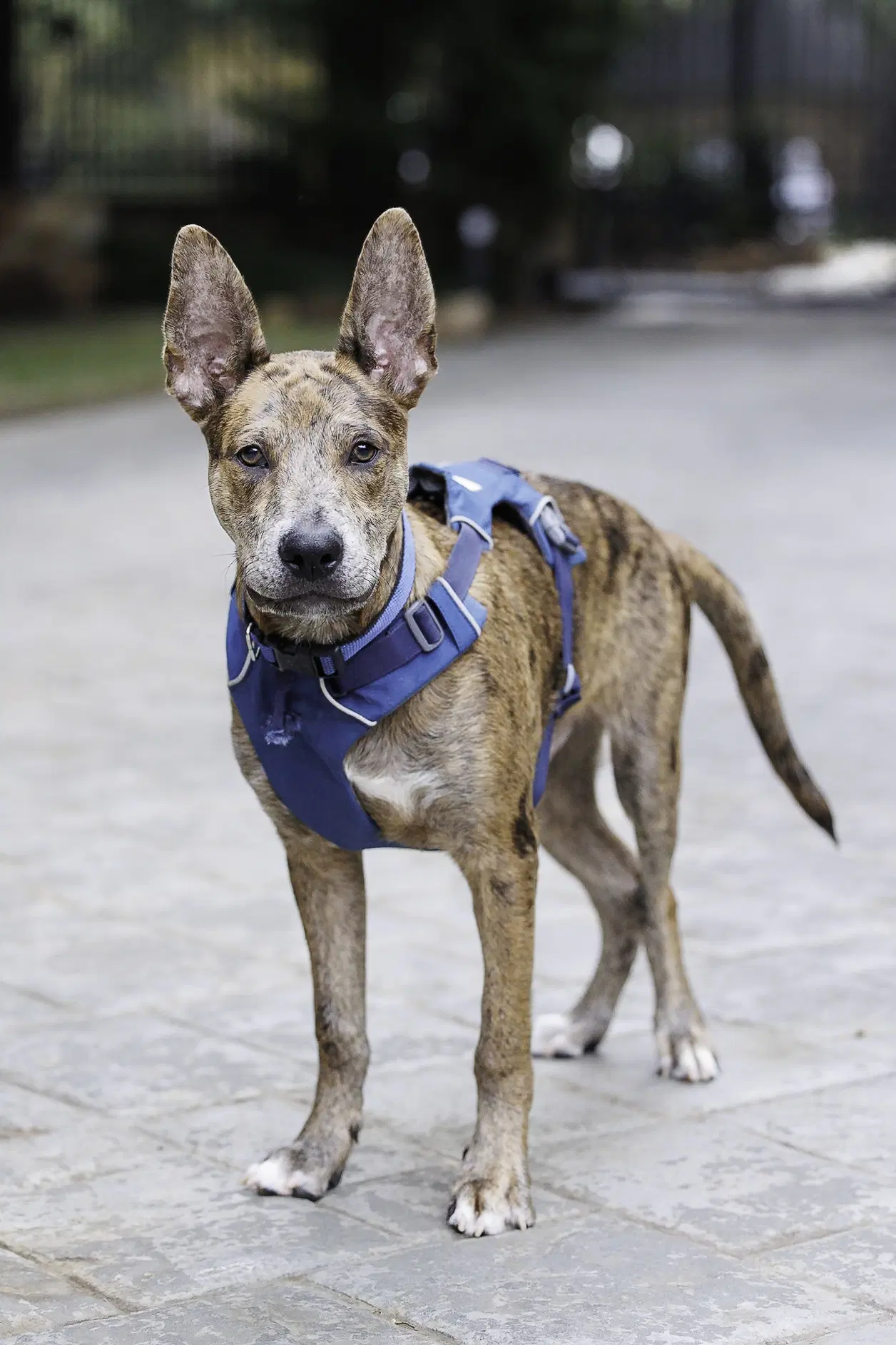 Saint- Diamond Dog image 3