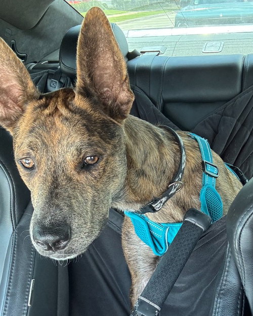 SAINT- DIAMOND DOG - Dutch Shepherd / Catahoula Leopard Dog available for adoption