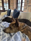 Saint- Diamond Dog - Photo 12