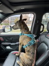 Saint- Diamond Dog - Photo 4