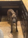 Saint- Diamond Dog - Photo 6