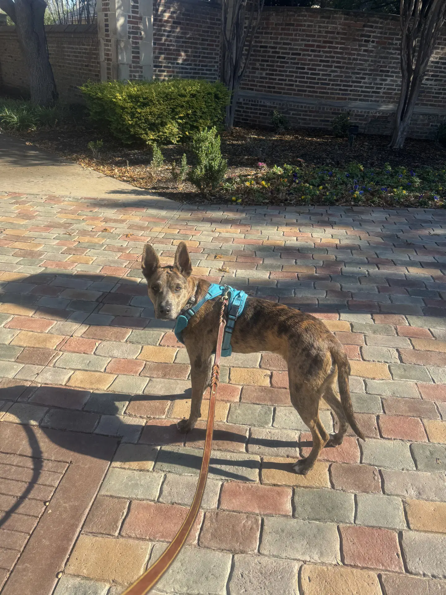 Saint- Diamond Dog image 4
