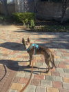 Saint- Diamond Dog - Photo 3