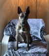 Saint- Diamond Dog - Photo 3