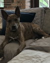Saint- Diamond Dog - Photo 4