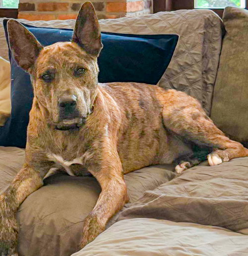 Saint- Diamond Dog photo 2