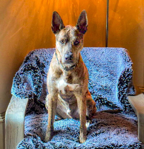 Saint- Diamond Dog photo 3