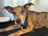 Saint- Diamond Dog - Photo 6