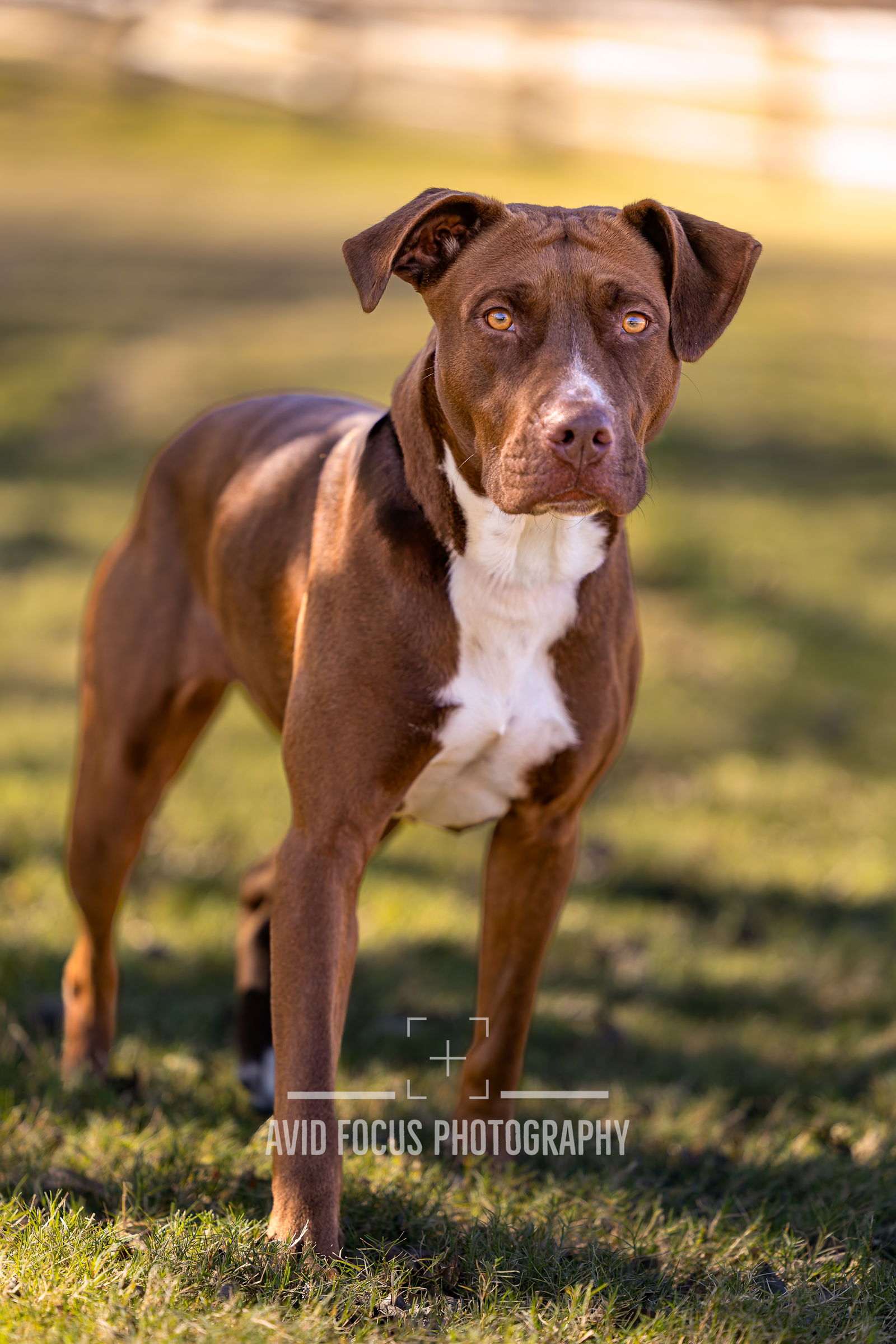 Available Dogs - Legacy Humane Society