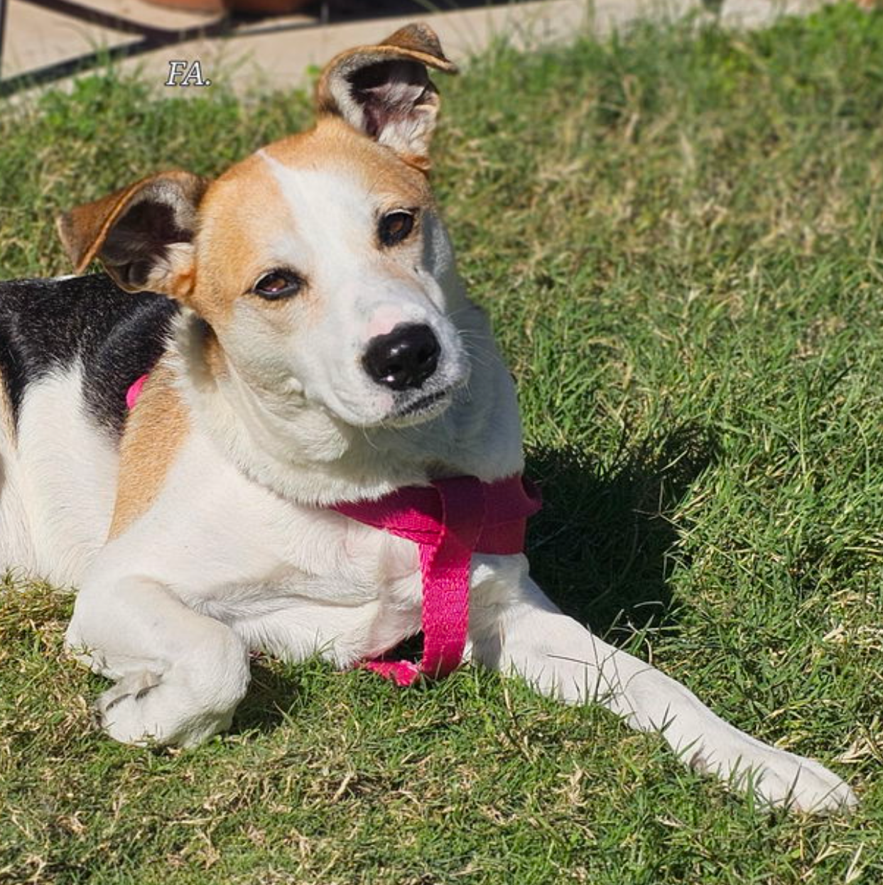 Available Dogs - Legacy Humane Society